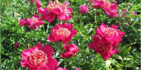 Ljepota božura nippon: fotografija i opis, recenzije